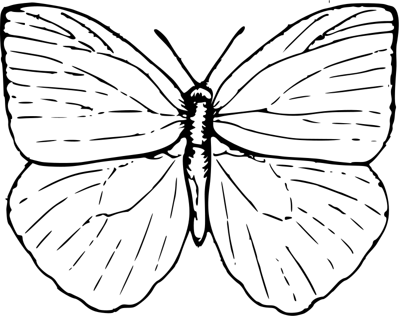 Plansa de colorat cu Fluturi 50 46